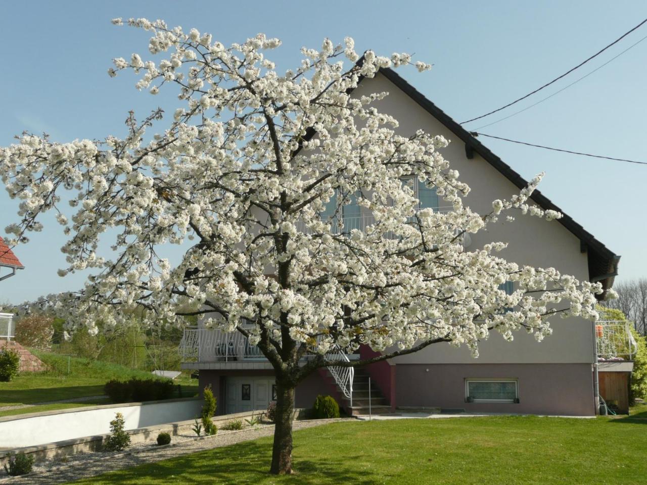 Chez Anny Et Jean Au Mittelbuehl-Reichshoffen Bed & Breakfast Eksteriør bilde